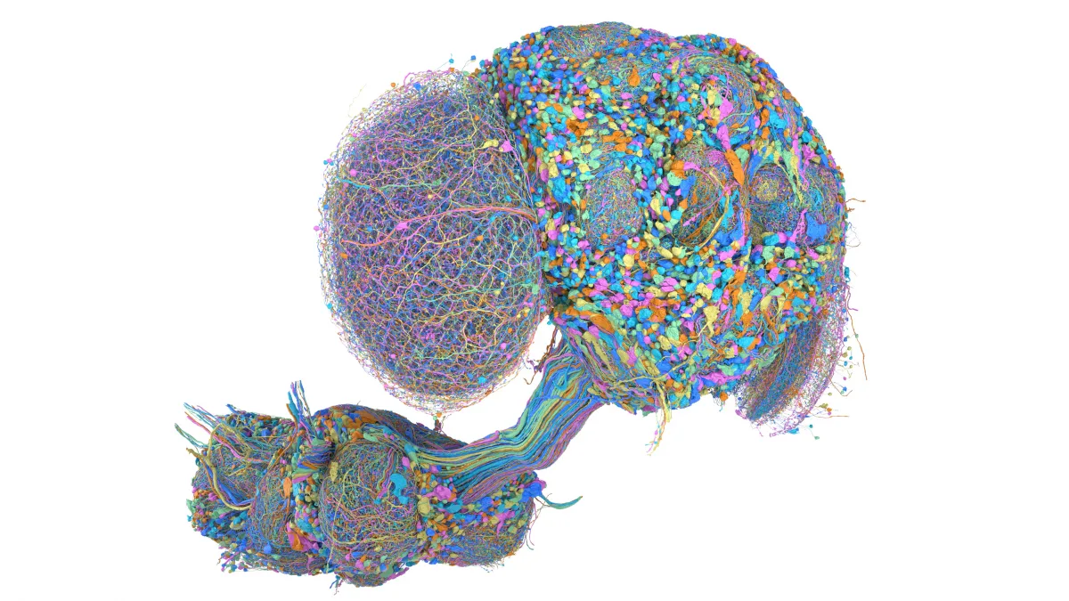 Complete Fruit Fly Brain Map Released