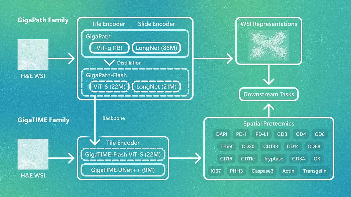Overview of the GigaPath/GigaTIME model family. GigaPath-Flash provides efficient tile and slide encoders at 22M parameters. GigaTIME-Flash predicts spatial proteomics from H&E, replacing the CNN back