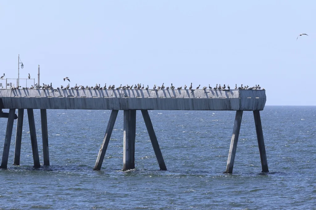 California Brown Pelican